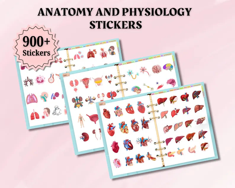 Anatomy & Physiology Study Guide Mega Bundle – Nursing Notes Pack