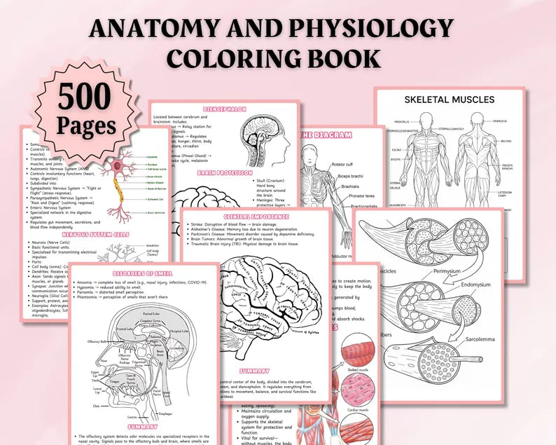Anatomy & Physiology Study Guide Mega Bundle – Nursing Notes Pack