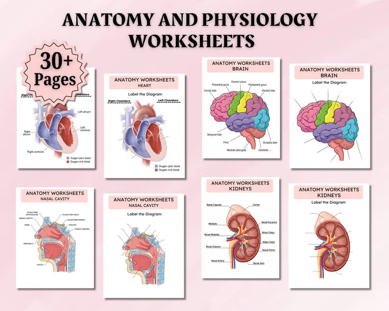 Anatomy & Physiology Study Guide Mega Bundle – Nursing Notes Pack